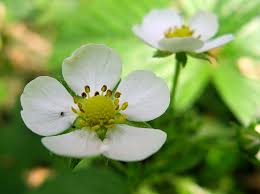 Attēlu rezultāti vaicājumam “xComagaria rosea  flower”