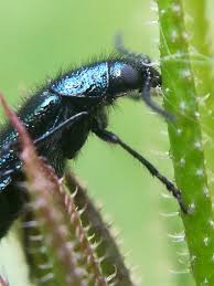 Attēlu rezultāti vaicājumam “Dasytes caeruleus”