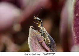 Attēlu rezultāti vaicājumam “Raphidioptera”