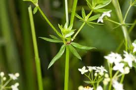 Attēlu rezultāti vaicājumam “Galium album fruit”