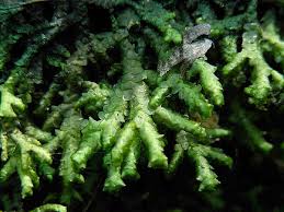 Attēlu rezultāti vaicājumam “Porella cordaeana”