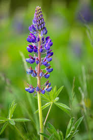 Attēlu rezultāti vaicājumam “Lupinus polyphyllus flower”