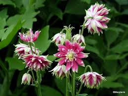Image result for Aquilegia vulgaris `Nora Barlow`