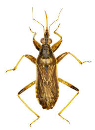 Attēlu rezultāti vaicājumam “Nabidae”