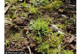 Attēlu rezultāti vaicājumam “Anthocerotopsida”