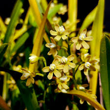 Attēlu rezultāti vaicājumam “Oecetis ochracea”