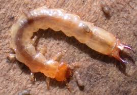 Attēlu rezultāti vaicājumam “Pyrochroidae larva”