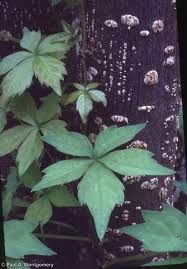 Attēlu rezultāti vaicājumam “Parthenocissus quinquefolia leaf”