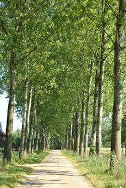 Attēlu rezultāti vaicājumam “Populus x canadensis male flower”
