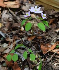 Attēlu rezultāti vaicājumam “Isopyrum thalictroides fruit”