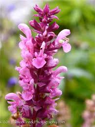 Image result for Salvia nemorosa