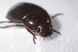 Attēlu rezultāti vaicājumam “Hydrochara caraboides”