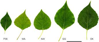 Attēlu rezultāti vaicājumam “Populus x petrowskyana”