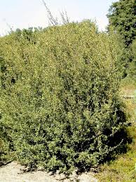 Attēlu rezultāti vaicājumam “Betula humilis”