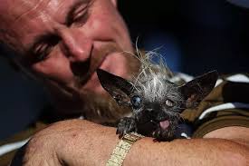 Image result for ugliest dog
