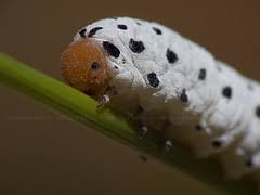 Attēlu rezultāti vaicājumam “Tenthredo scrophulariae exuvia”