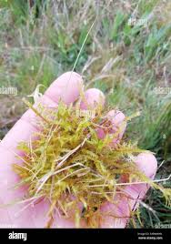 Attēlu rezultāti vaicājumam “Calliergonella cuspidata”