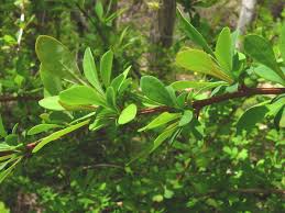 Attēlu rezultāti vaicājumam “Berberis thunbergii”