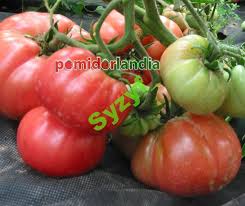 Afbeeldingsresultaat voor crnkovic yugoslavian tomato