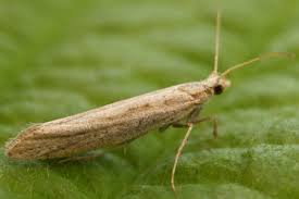 Attēlu rezultāti vaicājumam “Plutella xylostella”