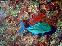 Image result for Caranx melampygus