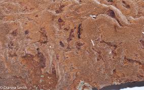 Attēlu rezultāti vaicājumam “Phellinus ferruginosus”