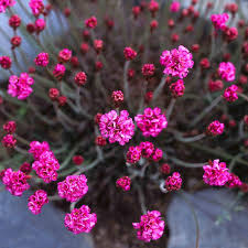 Image result for Grasnelke