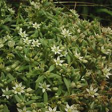 Attēlu rezultāti vaicājumam “Sedum hispanicum leaf”