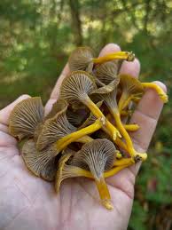 Attēlu rezultāti vaicājumam “Pyrola rotundifolia fruit”