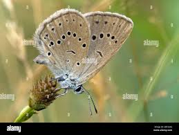 Attēlu rezultāti vaicājumam “Maculinea teleius”