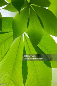 Attēlu rezultāti vaicājumam “Aesculus flava leaf”