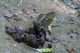 Attēlu rezultāti vaicājumam “Lopinga achine upperside”