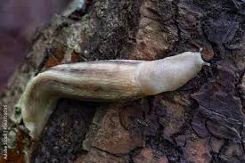 Attēlu rezultāti vaicājumam “Limax cinereoniger”