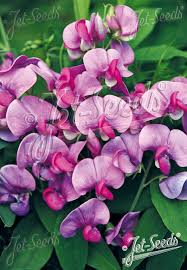 Attēlu rezultāti vaicājumam “Lathyrus latifolius fruit”