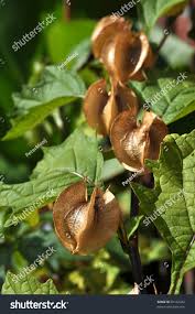 Attēlu rezultāti vaicājumam “Nicandra physalodes fruit”