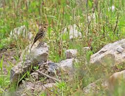 Image result for Anthus gustavi