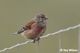 Attēlu rezultāti vaicājumam “Carduelis cannabina male”