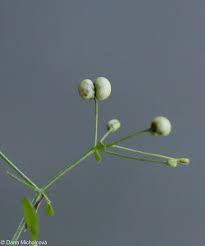 Attēlu rezultāti vaicājumam “Galium album fruit”