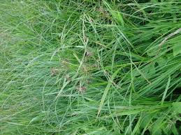 Attēlu rezultāti vaicājumam “Scirpus sylvaticus fruit”