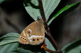 Attēlu rezultāti vaicājumam “Lopinga achine”
