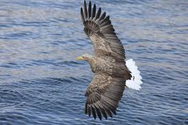Image result for Haliaeetus albicilla