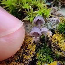 Attēlu rezultāti vaicājumam “Mycena pseudocorticola”