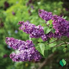 Attēlu rezultāti vaicājumam “Syringa vulgaris flower”