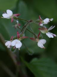Attēlu rezultāti vaicājumam “Circaea lutetiana flower”