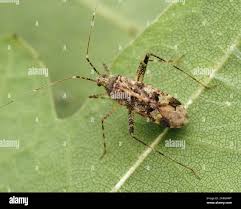 Attēlu rezultāti vaicājumam “Phytocoris longipennis”