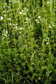 Attēlu rezultāti vaicājumam “Cardamine amara flower”
