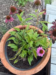 Attēlu rezultāti vaicājumam “Cystiphora sanguinea”