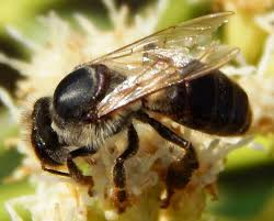 Attēlu rezultāti vaicājumam “Apis mellifera”