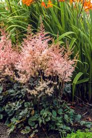 Attēlu rezultāti vaicājumam “Astilbe chinensis leaf”
