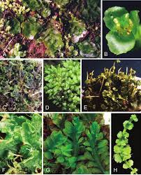 Attēlu rezultāti vaicājumam “Jungermanniopsida”